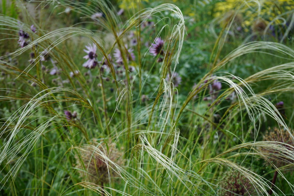 garden meadow inspiration