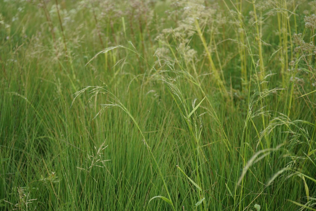 garden meadow