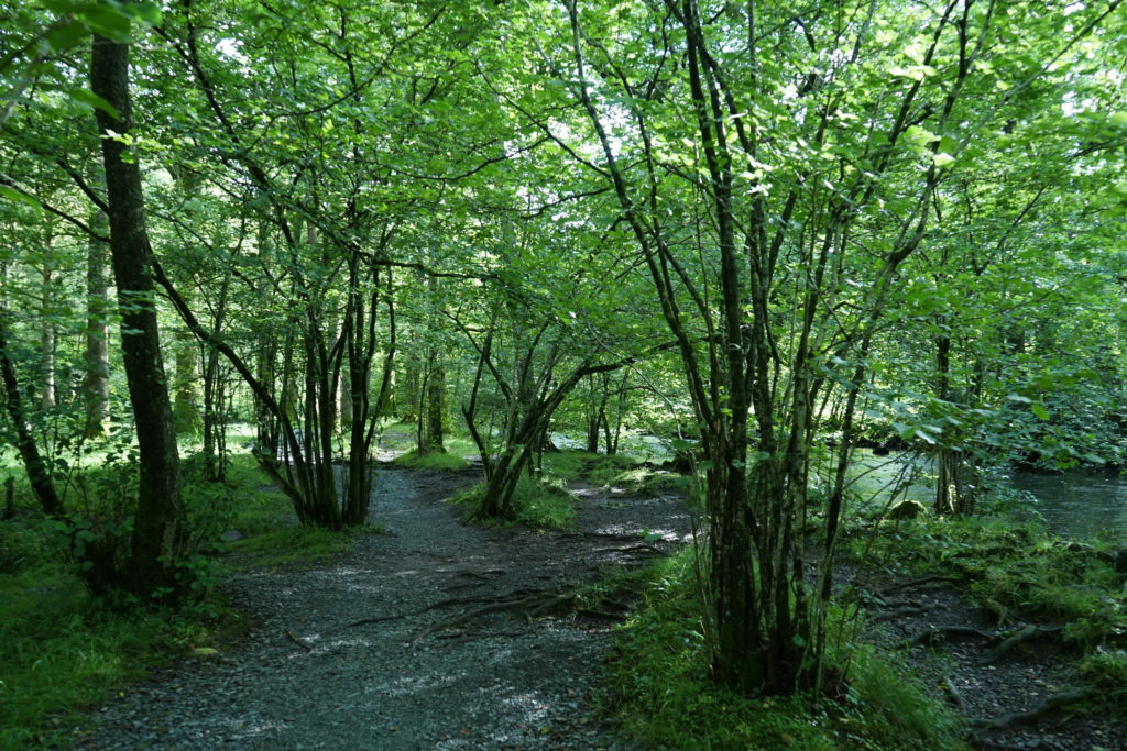 woodland garden inspiration