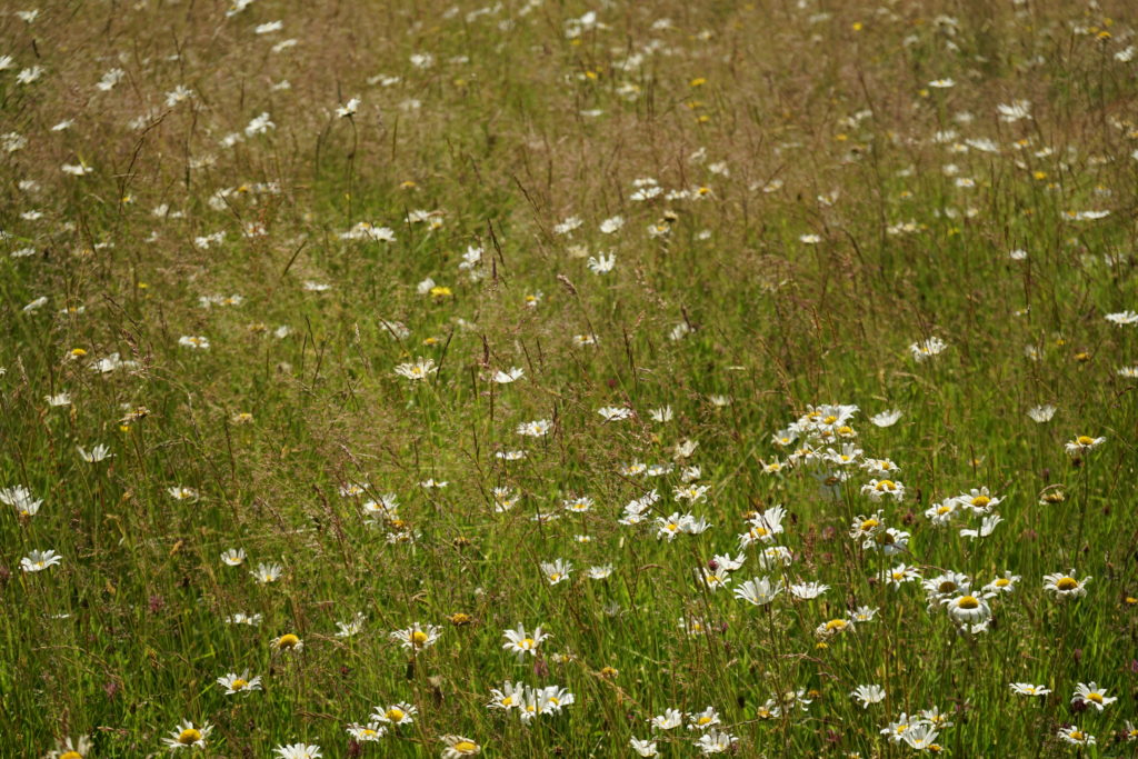 native meadow