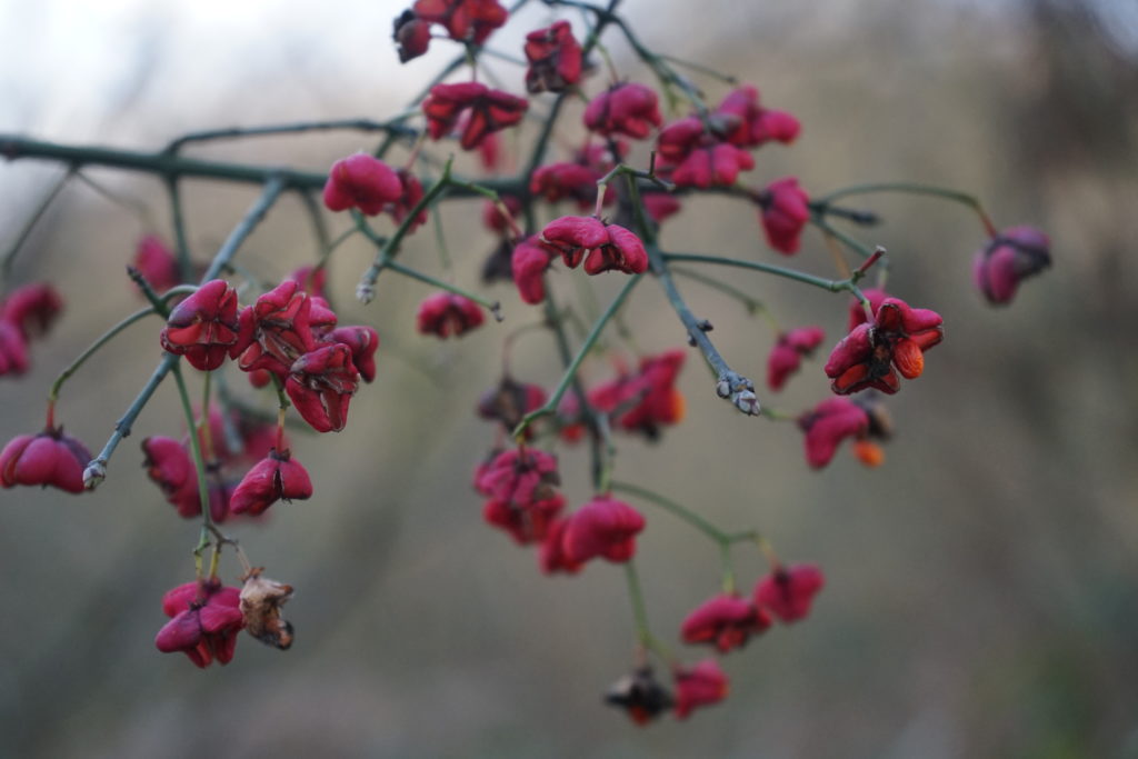 woodland garden inspiration