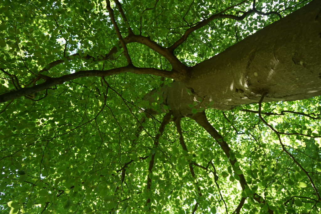 woodland garden inspiration