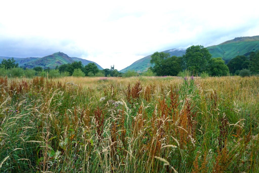 garden meadow inspiration