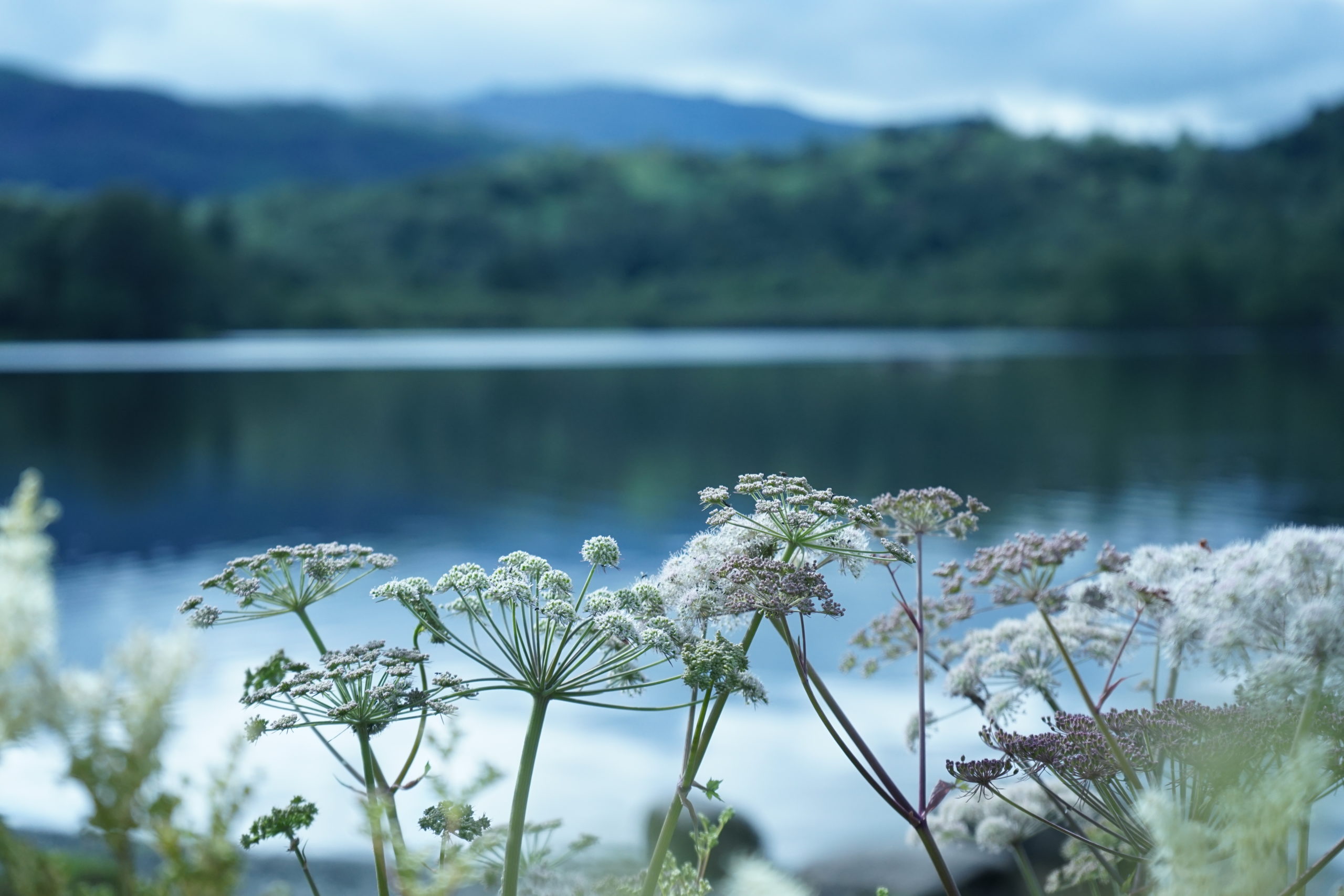 Garden design inspiration: water