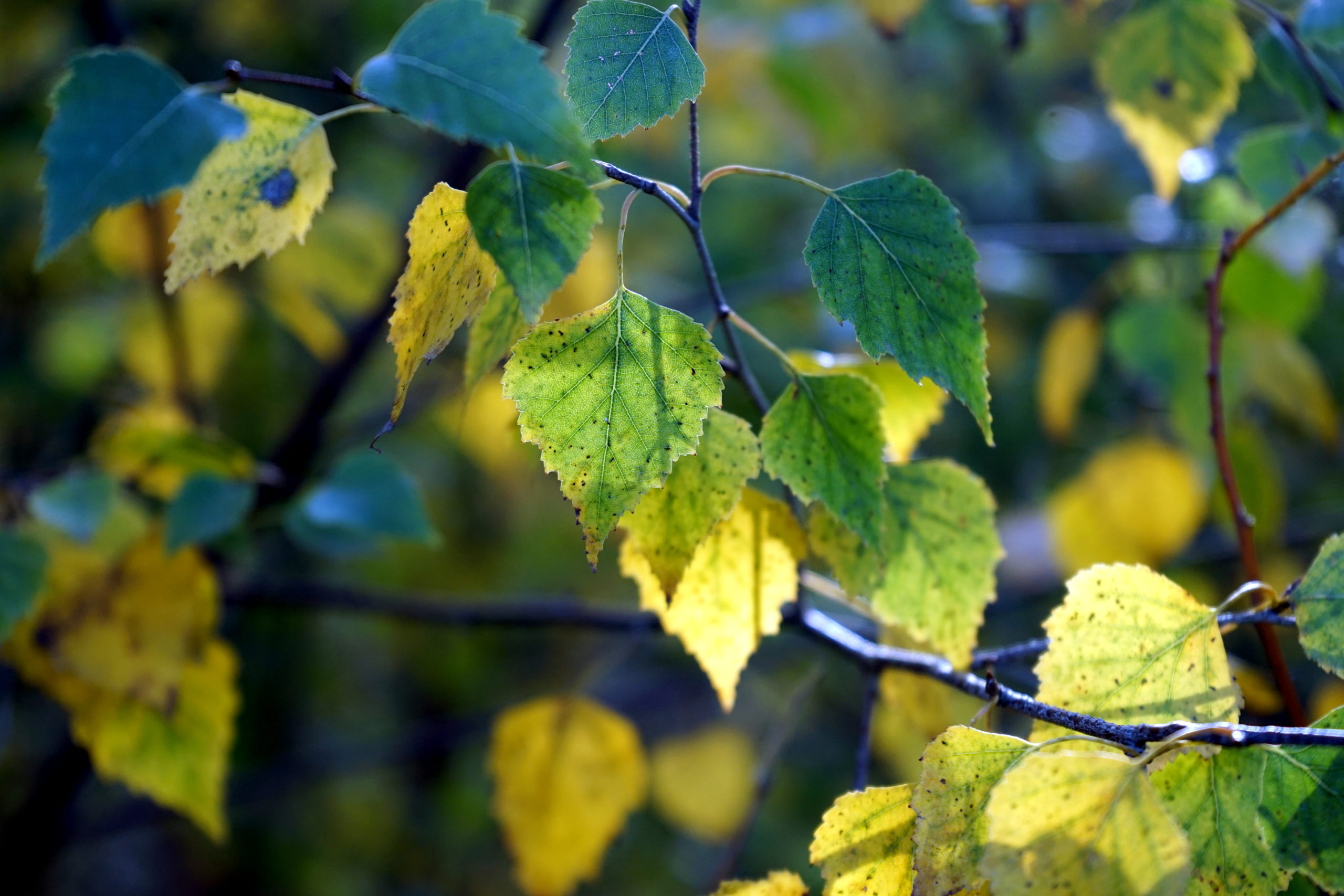 Garden design inspiration: woodland edge