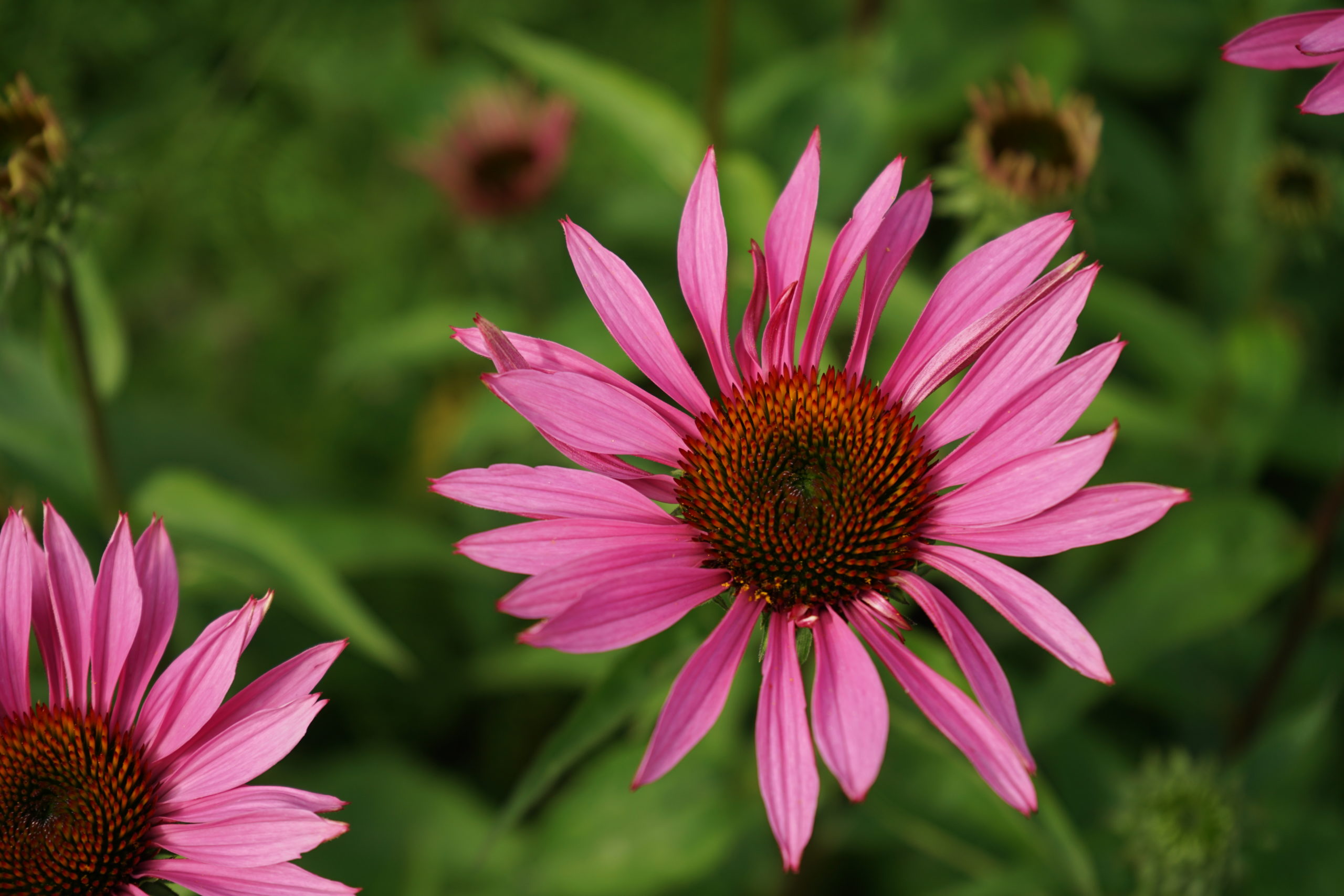 How to create a beautiful garden?