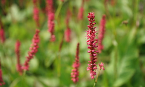 Why employ a garden designer?