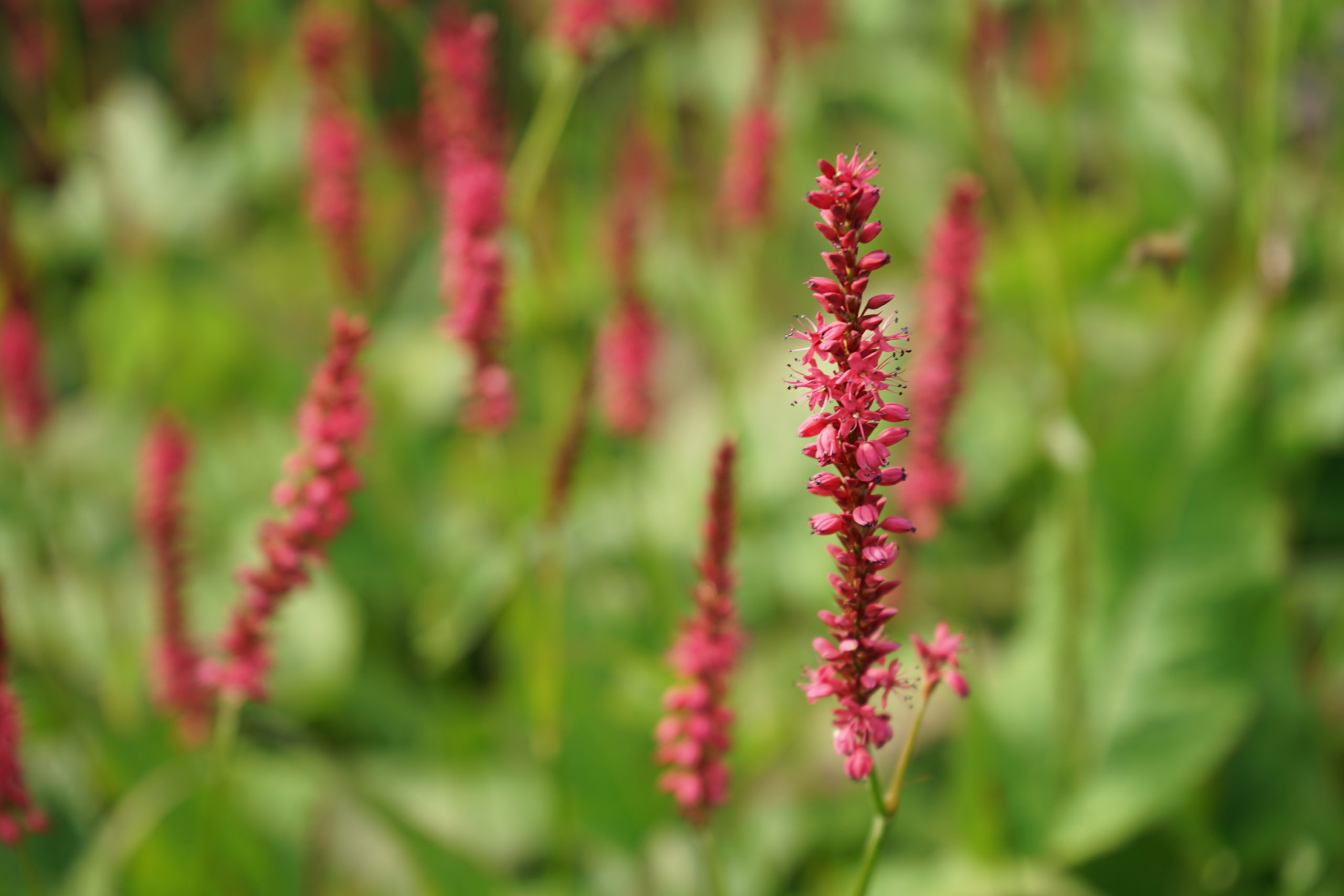 Why employ a garden designer?