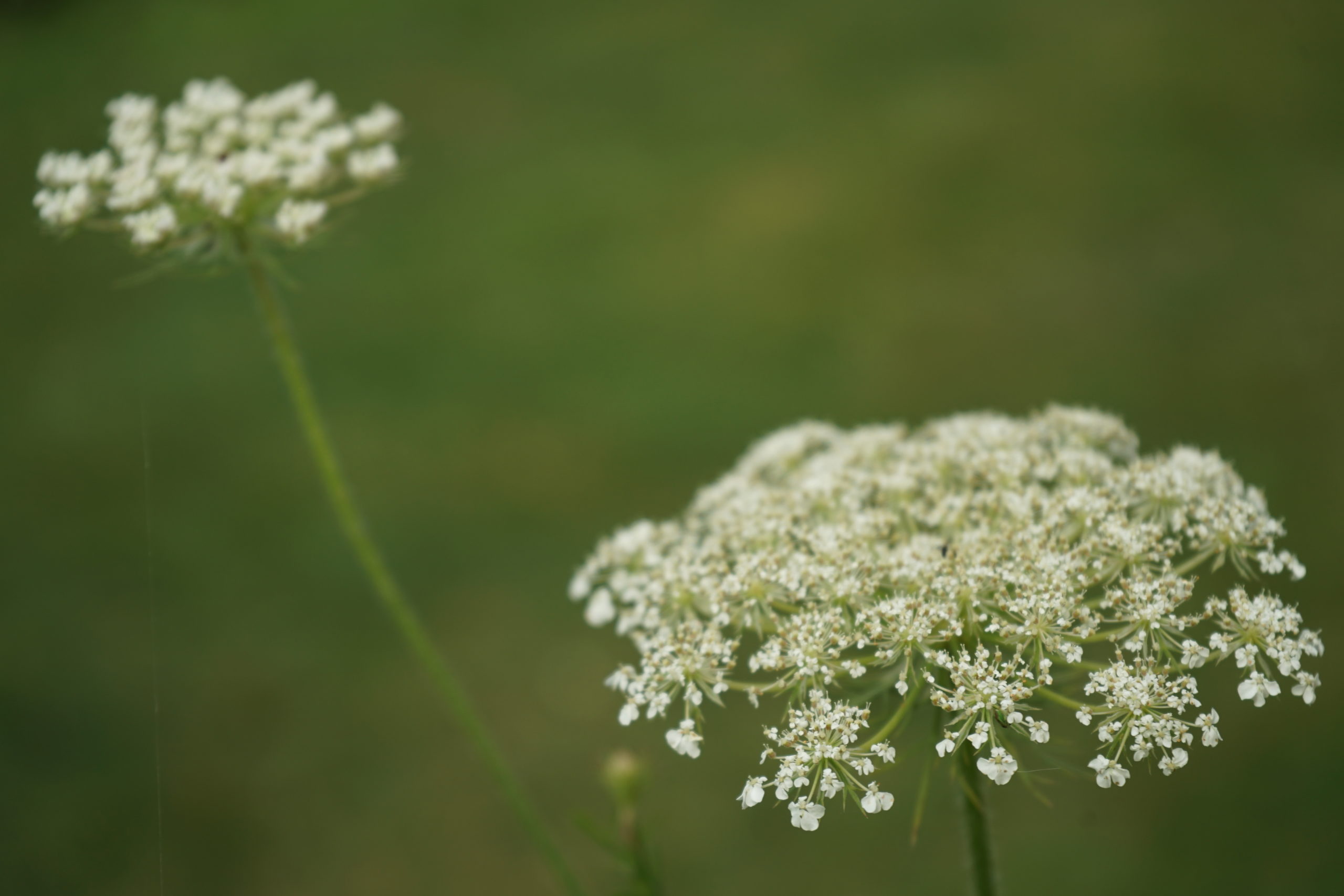 Garden design inspiration: wild meadows
