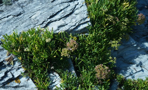 Coastal Courtyard Garden