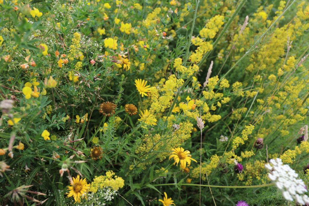 garden meadow inspiration