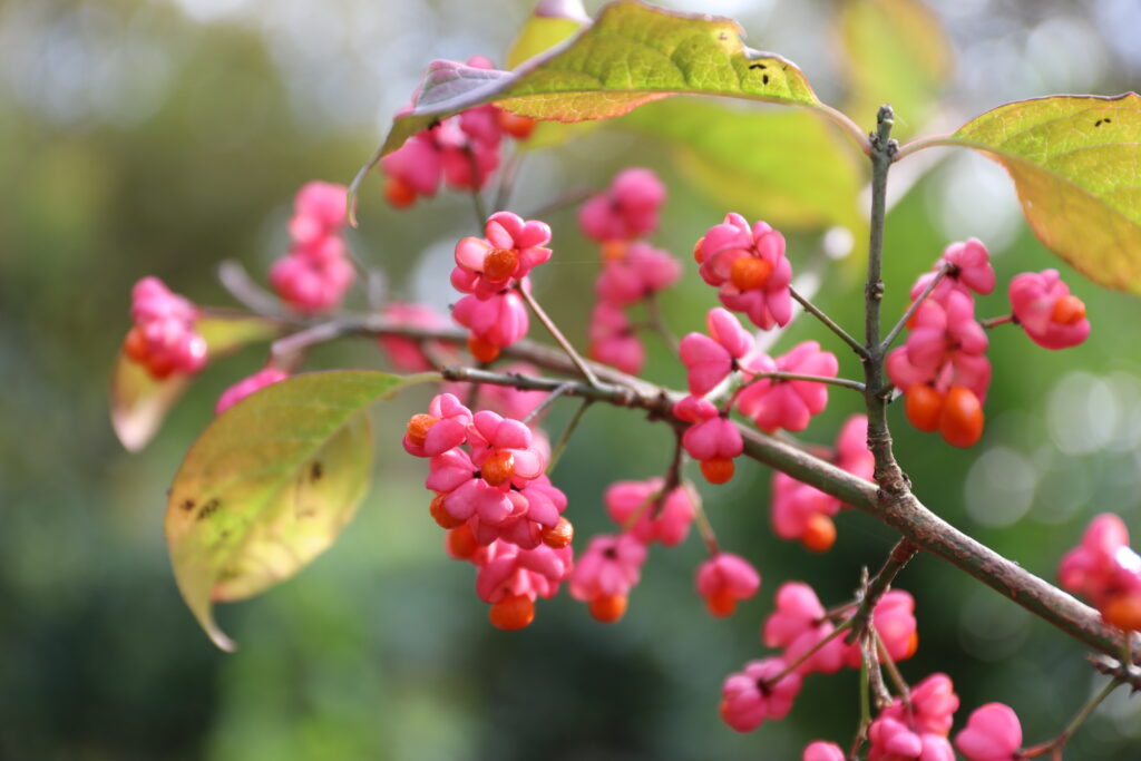 euonymus europaeus