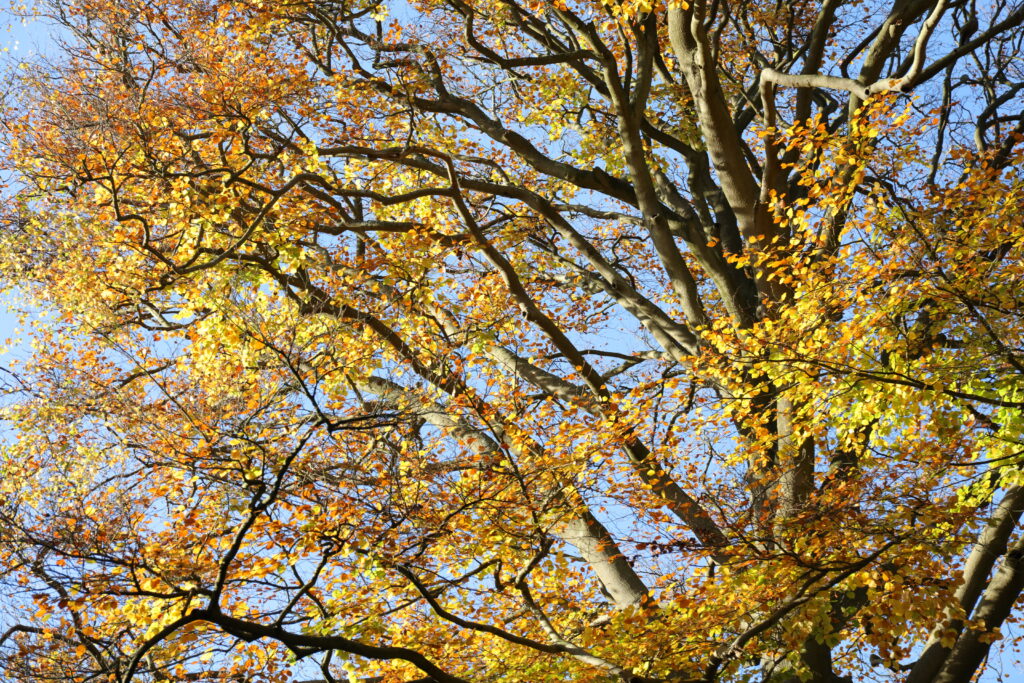 autumn tree