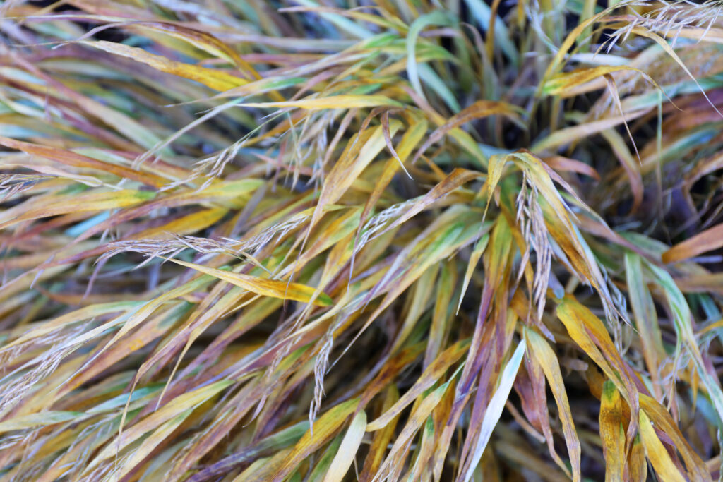 Hakonechloa macra autumn