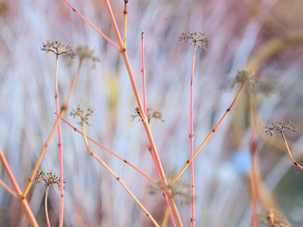 winter in the garden