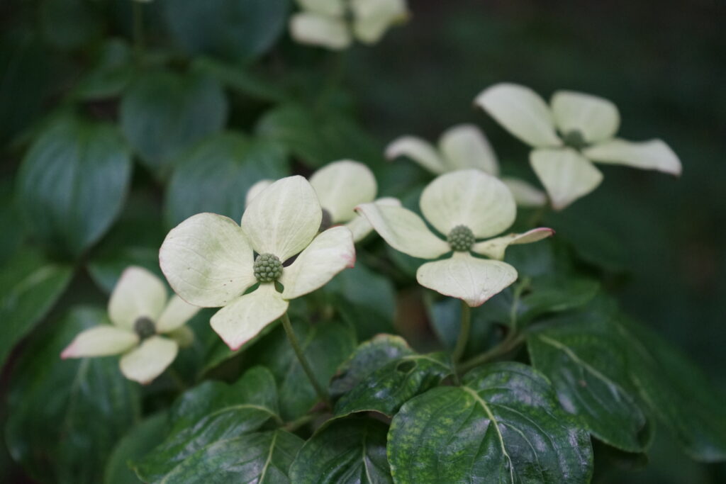 flowering tree, Cornus kousa