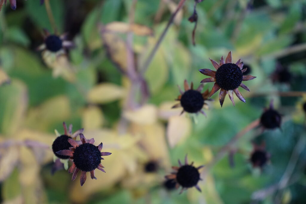 Rudbeckia fulgida var. deamii autumn