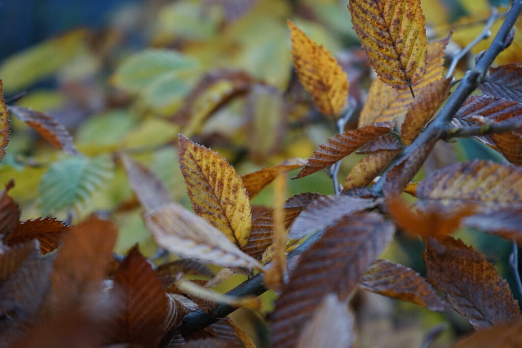Carpinus betulus autumn