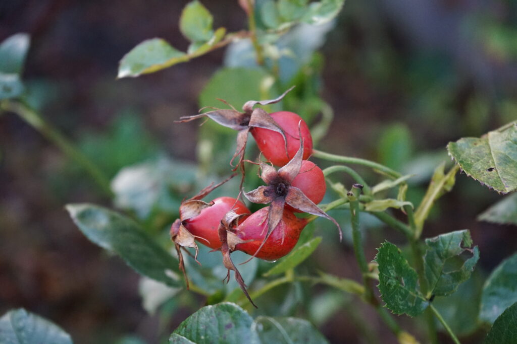Rosa autumn hips