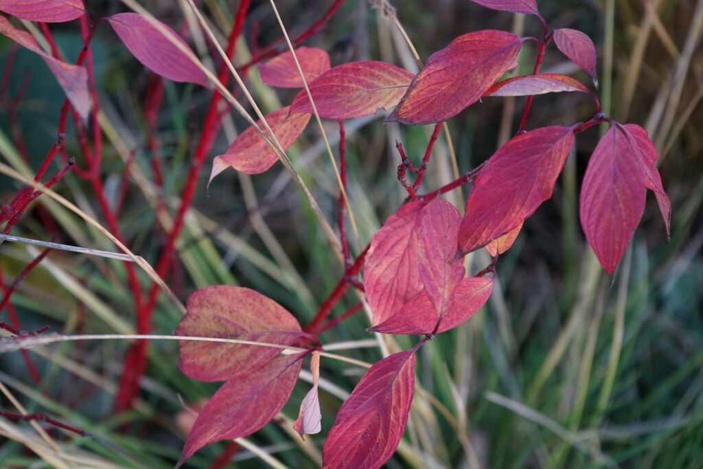 Cornus alba 'Sibirica' autumn