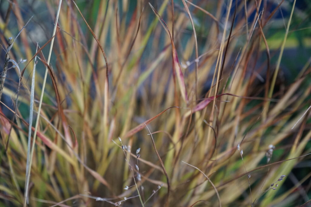 Panicum virgatum 'Sangria' autumn