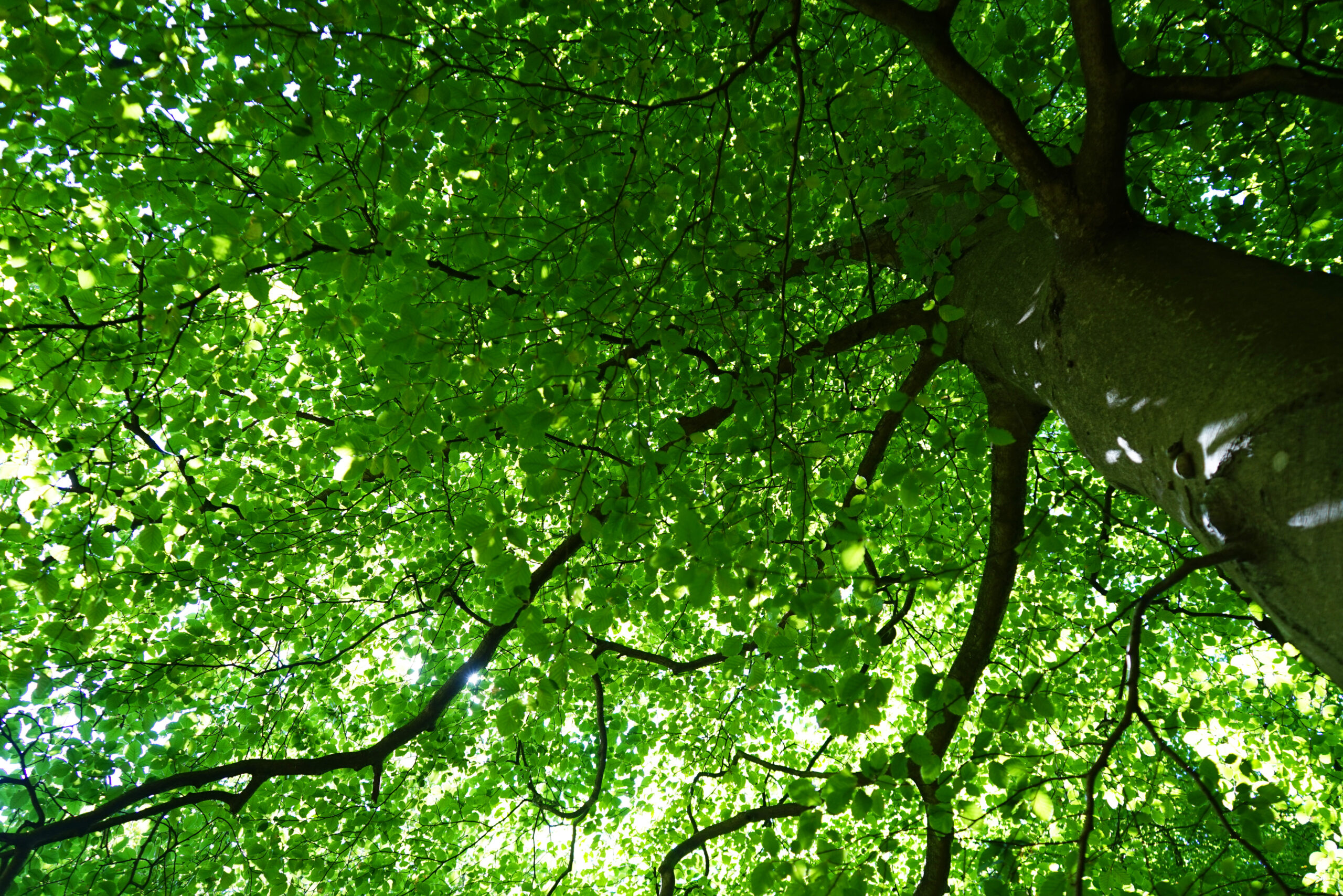 Garden Building Blocks: Trees