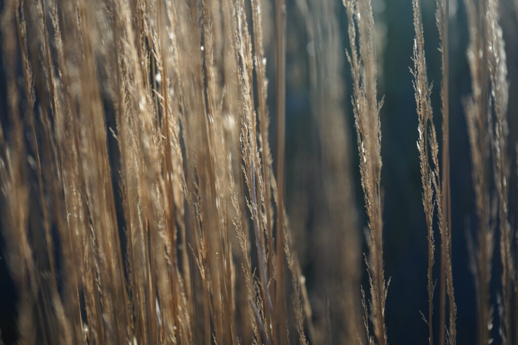 Calamagrostis × acutiflora 'Karl Foerster' autumn