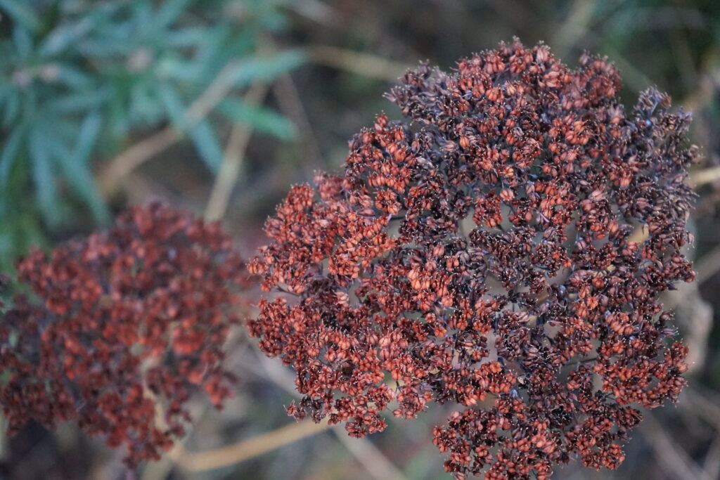 sedum seedhead autumn