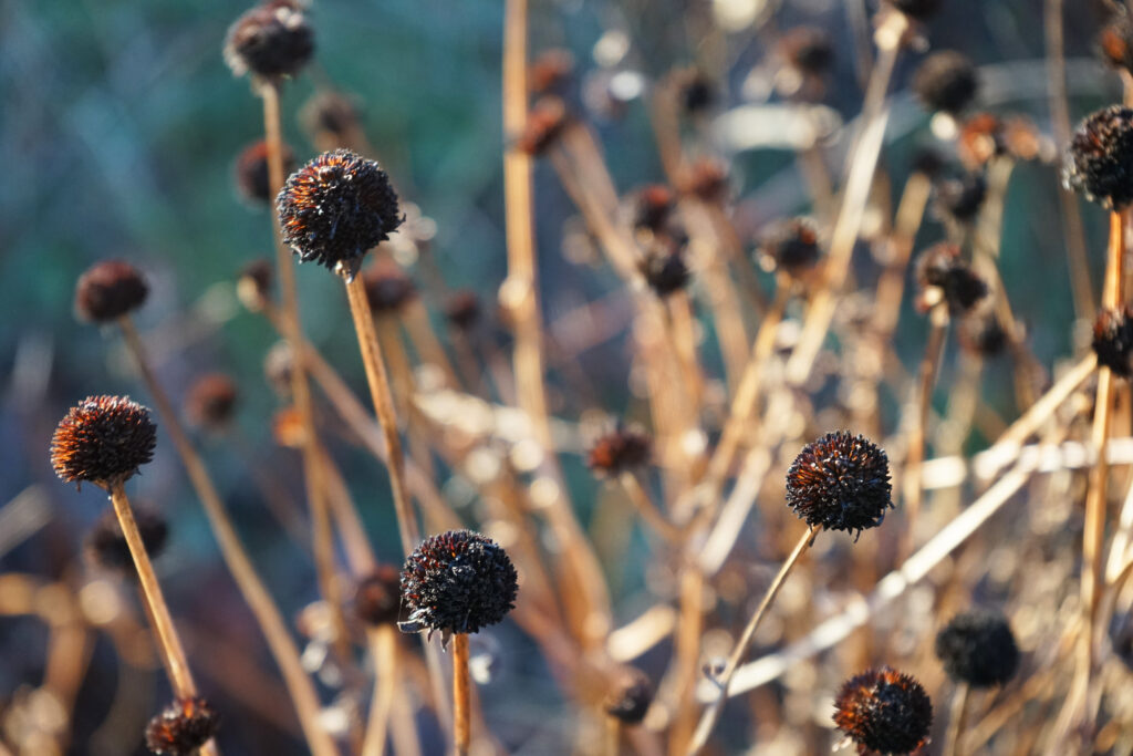 rudbeckia fulgida var. deamii