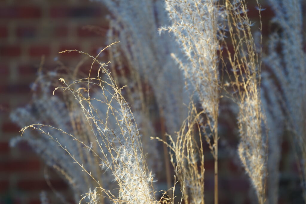 autumn miscanthus seedheads