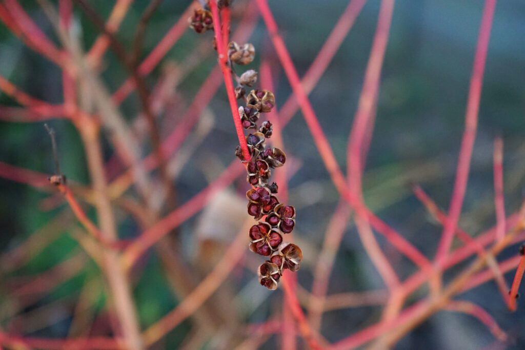 winter in the garden
