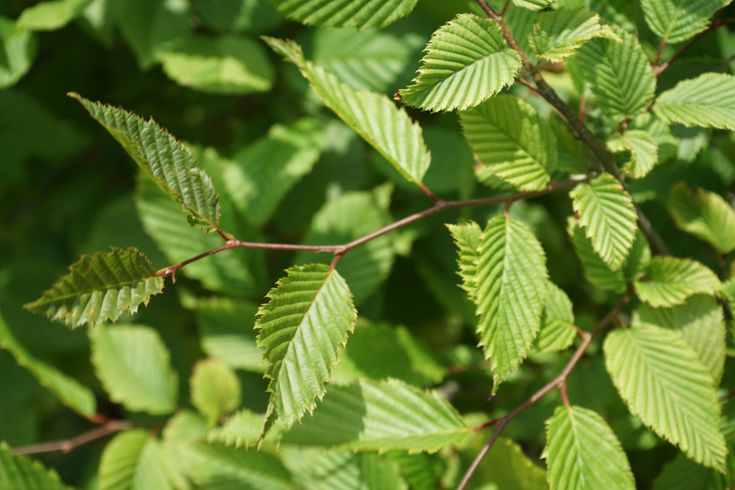 Garden Building Blocks: Hedges